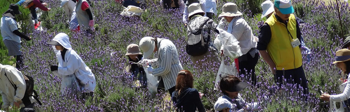 写真：ハーブの花摘み体験