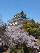 和歌山城の桜