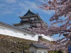 和歌山城の桜