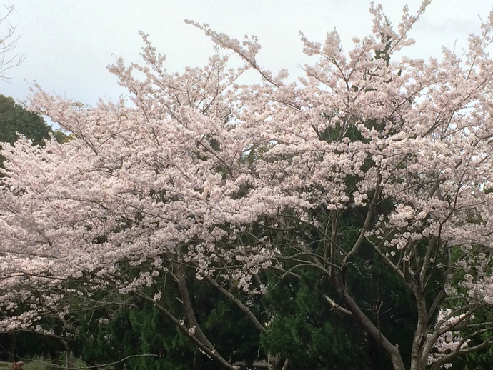 市道沿いの桜