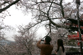 わがまち和歌山　紀三井寺