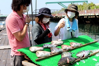 わがまち和歌山　海上釣堀「雑賀崎シーパーク」