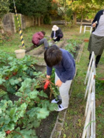 児童が作った赤大根の収穫の写真