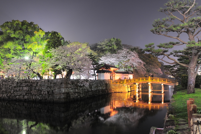 和歌山城 夜桜