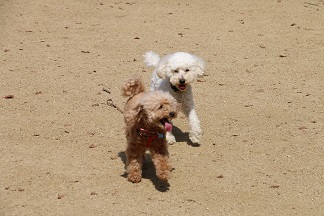 ドッグパークで走りまわる犬たち