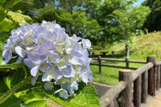 森林公園のあじさい　6月3日撮影