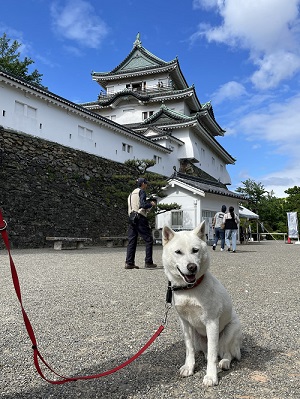 和歌山城天守閣前で紀州犬あやめがが座っている写真