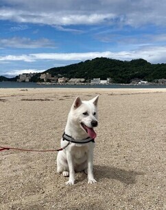 紀州犬さつきが片男波海水浴場で座っている写真