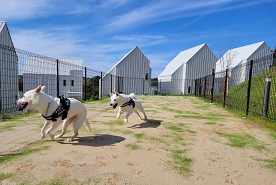 かなたのさとのドッグパークで遊ぶ紀州犬とさつきとめい