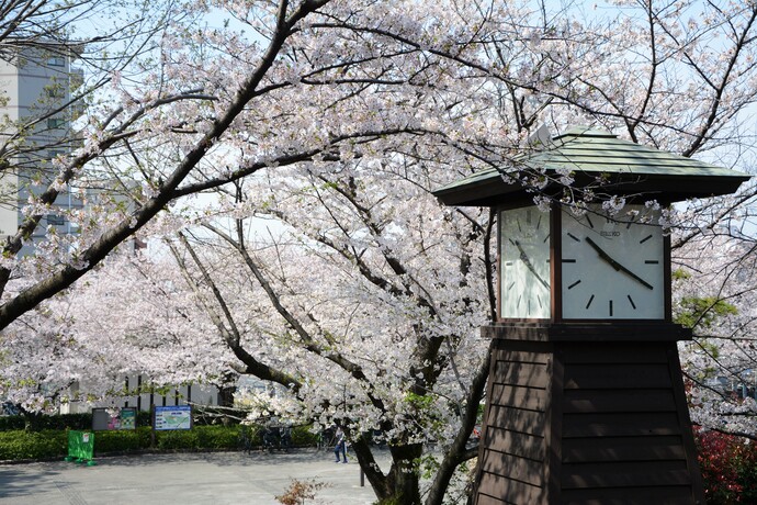 飛鳥山公園