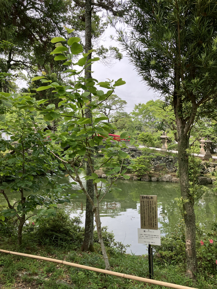 伊太祁曾神社_桜写真