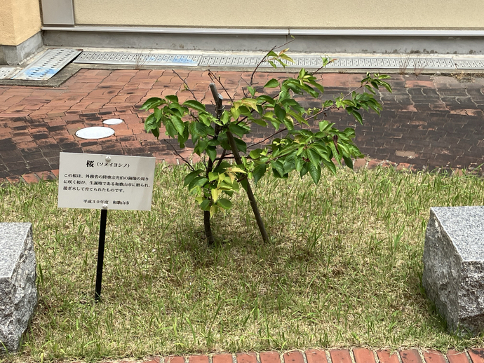 西浜中学校_桜